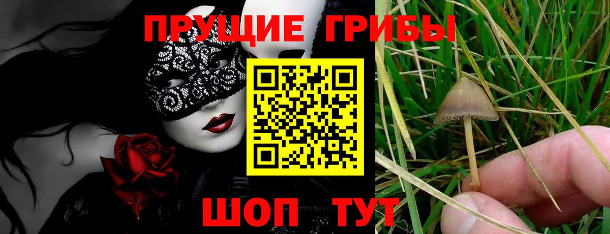 Псилоцибиновые грибы Psilocybe Северобайкальск